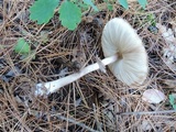 Chlorophyllum olivieri image