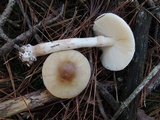 Amanita brunnescens image