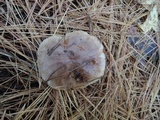 Tricholoma pessundatum image
