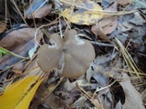 Entoloma hirtipes image
