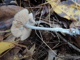 Entoloma hirtipes image