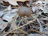 Entoloma hirtipes image