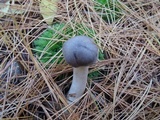 Tricholoma myomyces var. cystidiotum image