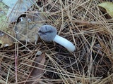 Tricholoma myomyces var. cystidiotum image