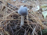 Tricholoma myomyces var. cystidiotum image