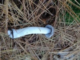 Tricholoma myomyces var. cystidiotum image