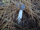 Tricholoma myomyces var. cystidiotum image