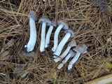 Tricholoma myomyces var. cystidiotum image