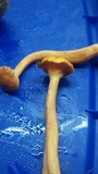 Hygrophoropsis aurantiaca image