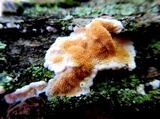 Steccherinum ochraceum image