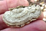 Gloeoporus dichrous image