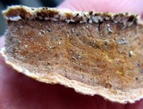 Gloeoporus dichrous image