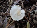 Tricholoma sulphurescens image