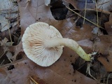Tricholoma sulphurescens image