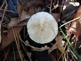 Tricholoma sulphurescens image