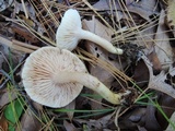 Tricholoma sulphurescens image