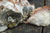 Merulius tremellosus image