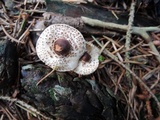 Lepiota felina image