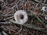 Lepiota felina image