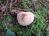 Lepiota subincarnata image
