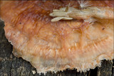 Merulius tremellosus image
