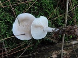 Lepista aeruginosa image