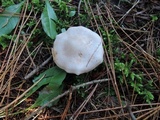 Lepista aeruginosa image