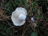 Lepista aeruginosa image