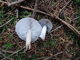 Tricholoma atrosquamosum image