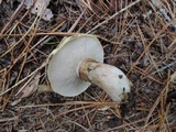 Suillus viscidus image