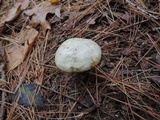 Suillus viscidus image