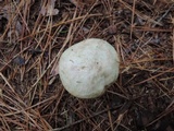 Suillus viscidus image