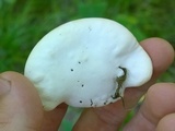 Trametes suaveolens image