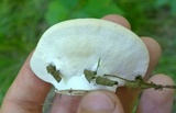 Trametes suaveolens image