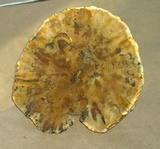 Onnia tomentosa image