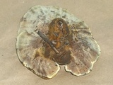 Onnia tomentosa image
