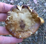 Melanoleuca cognata image