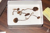 Psilocybe gallaeciae image