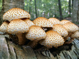 Pholiota squarrosoides image