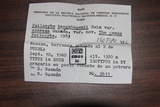 Psilocybe hoogshagenii var. convexa image