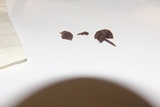 Psilocybe hoogshagenii var. convexa image