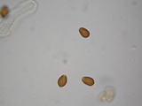 Psilocybe hoogshagenii var. convexa image