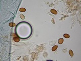 Psilocybe hoogshagenii var. convexa image