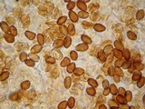 Psilocybe hoogshagenii var. convexa image