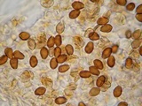 Psilocybe hoogshagenii var. convexa image
