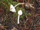 Inocybe geophylla var. geophylla image