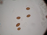 Psilocybe hoogshagenii var. convexa image
