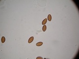 Psilocybe hoogshagenii var. convexa image