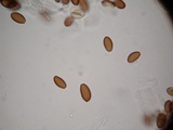Psilocybe hoogshagenii var. convexa image