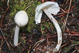 Inocybe geophylla image